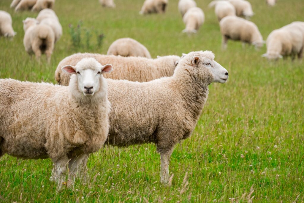 Fort Saskatchewan sheep flock 